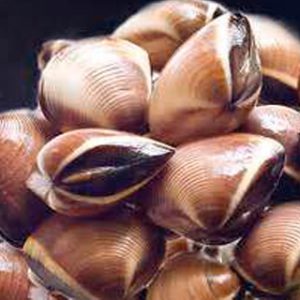 Nghêu Nâu HCK Hấp Đông Lạnh